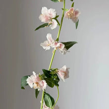 Clarkia Elegans Seeds - Pink