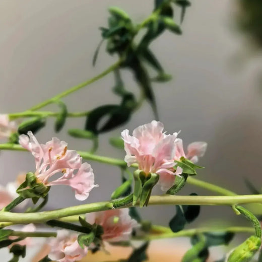 Clarkia Elegans Seeds - Pink