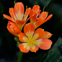 Clivia Seeds