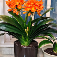 Clivia Seeds