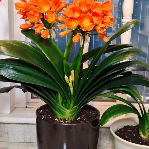 Clivia Seeds