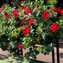 Mandevilla Sanderi Flower Seeds