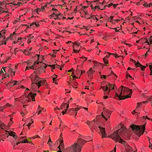 Coleus Seeds - Red