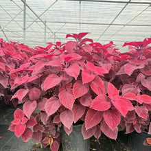 Coleus Seeds - Red