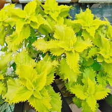 Coleus Seeds - Yellow