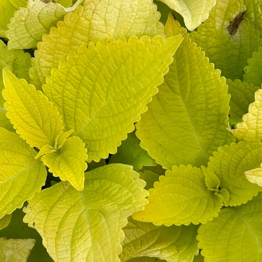 Coleus Seeds - Yellow