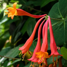 Coral Honeysuckle Seeds
