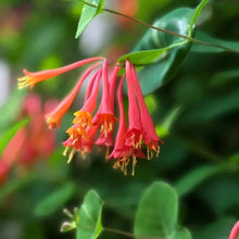 Coral Honeysuckle Seeds