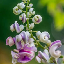 Corkscrew Vine Seeds