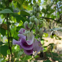 Corkscrew Vine Seeds