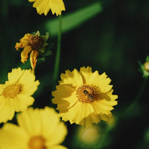 Cornflower Seeds - Golden Yellow