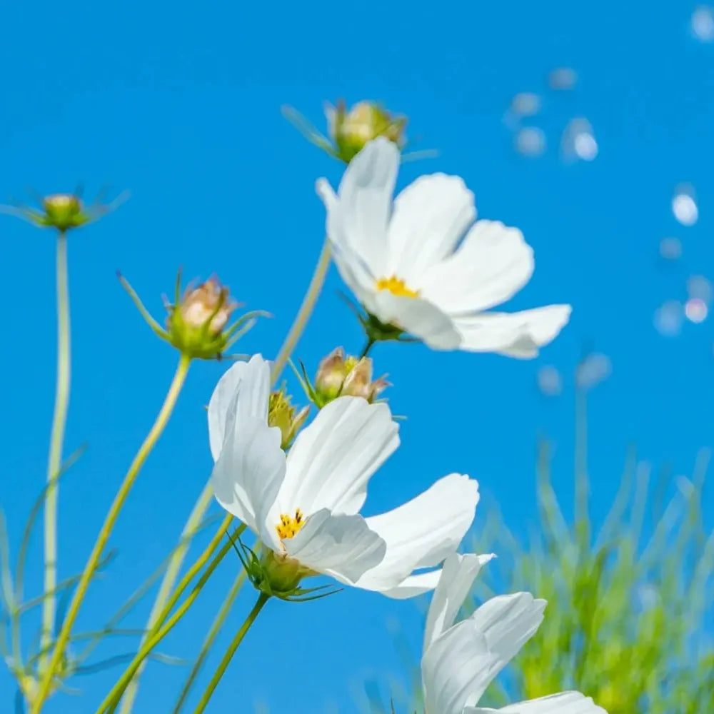 Cosmos Seeds