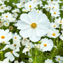 Cosmos Seeds