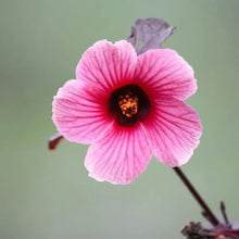 Cranberry Hibiscus Seeds