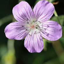 Cranesbill Geranium Seeds