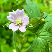Cranesbill Geranium Seeds