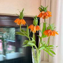 Crown Imperial Flower Seeds