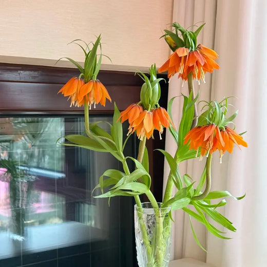 Crown Imperial Flower Seeds