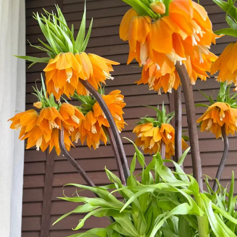 Crown Imperial Flower Seeds