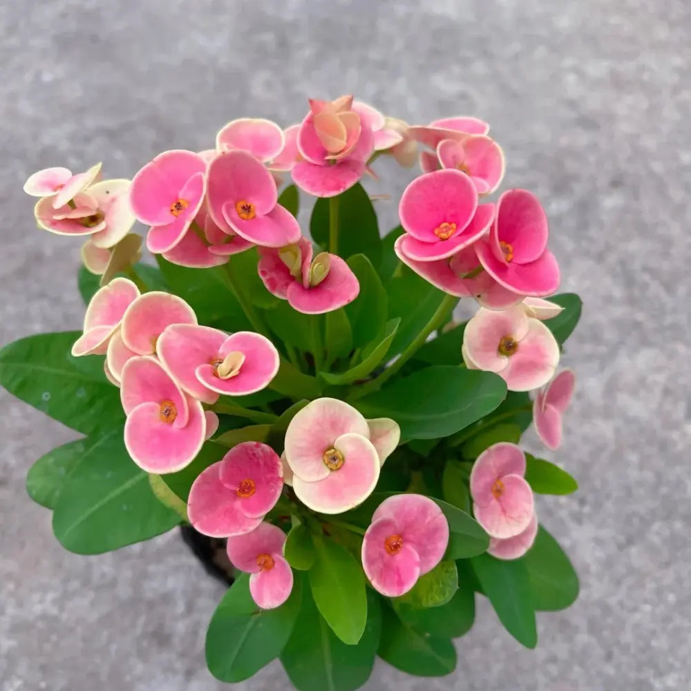 Crown of Thorns Seeds - Dark Pink