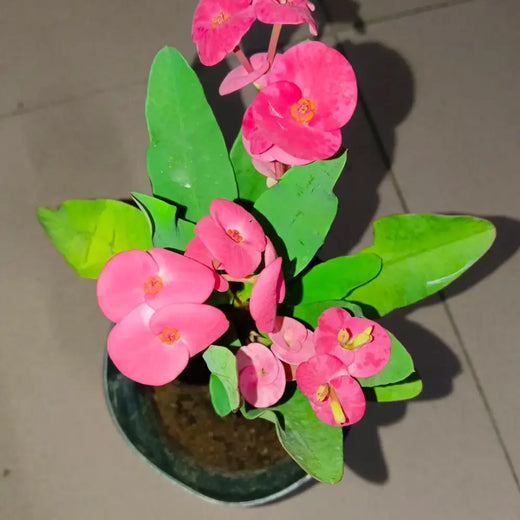Crown of Thorns Seeds - Dark Pink