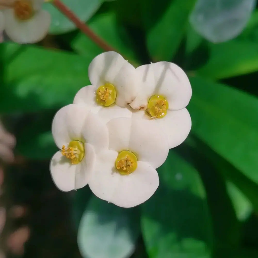 Crown of Thorns Seeds - White