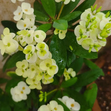 Crown of Thorns Seeds - White