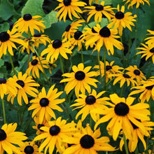 Cutleaf Coneflower Seeds