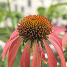 Purple Coneflower Seeds