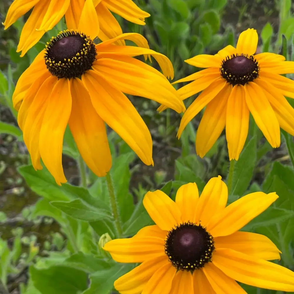Cutleaf Coneflower Seeds