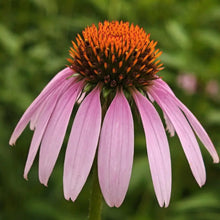 Purple Coneflower Seeds
