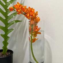 Cymbidium Orchid Seeds - Orange