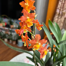 Cymbidium Orchid Seeds - Orange