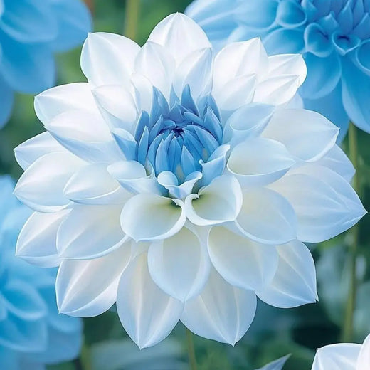 Dahlia Seeds - Blue and White