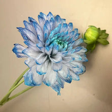 Dahlia Seeds - Blue and White
