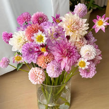 Dahlia Seeds - Mix