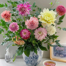 Dahlia Seeds - Mix