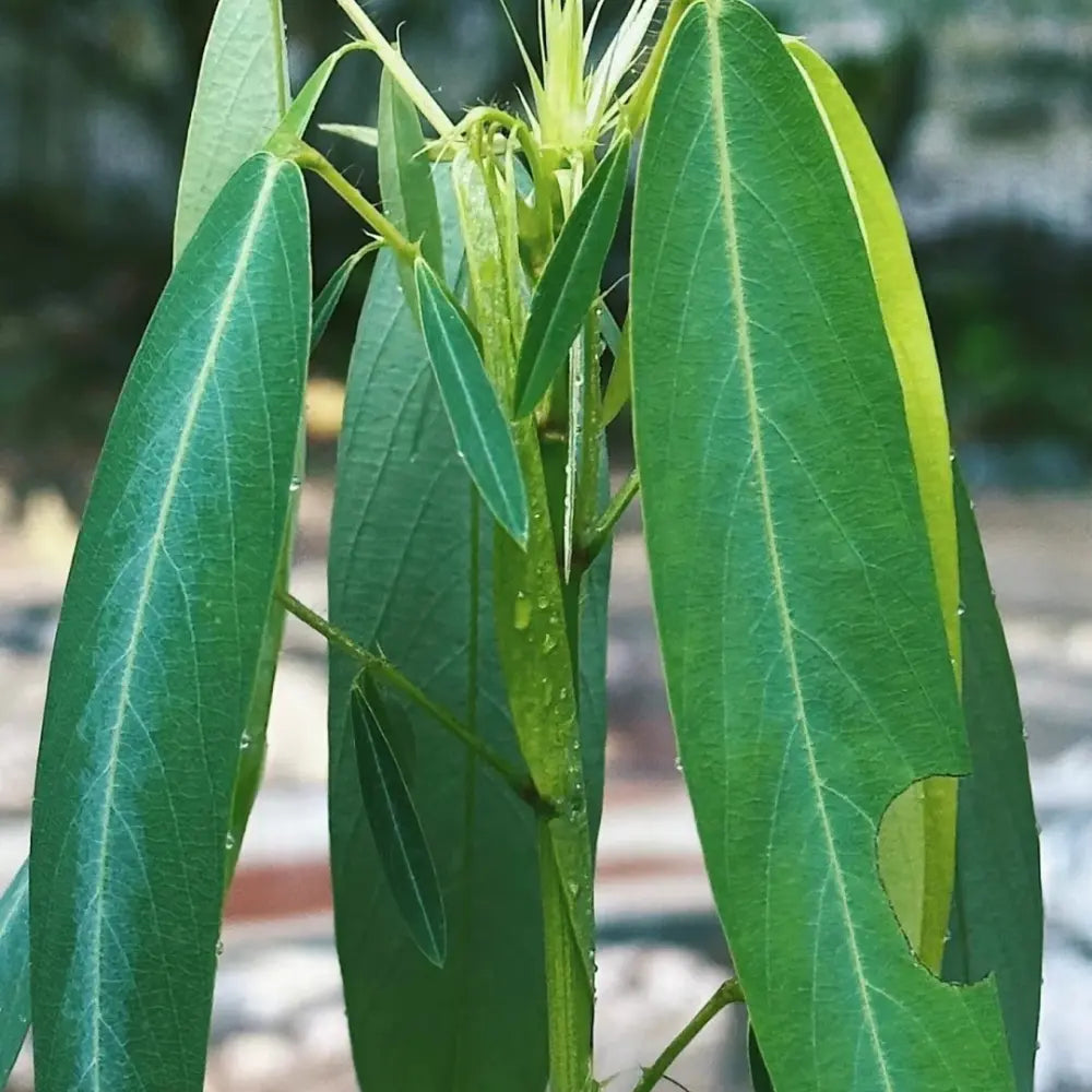 Dancing Plant Seeds - Green