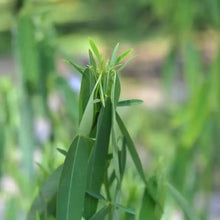 Dancing Plant Seeds - Green