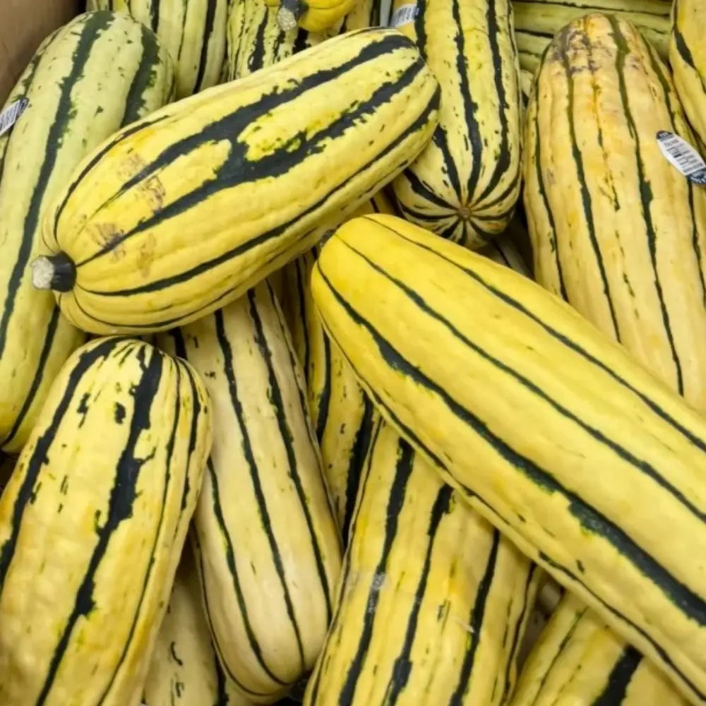 Delicata Squash Seeds