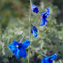 Delphinium Seeds - Bright Blue