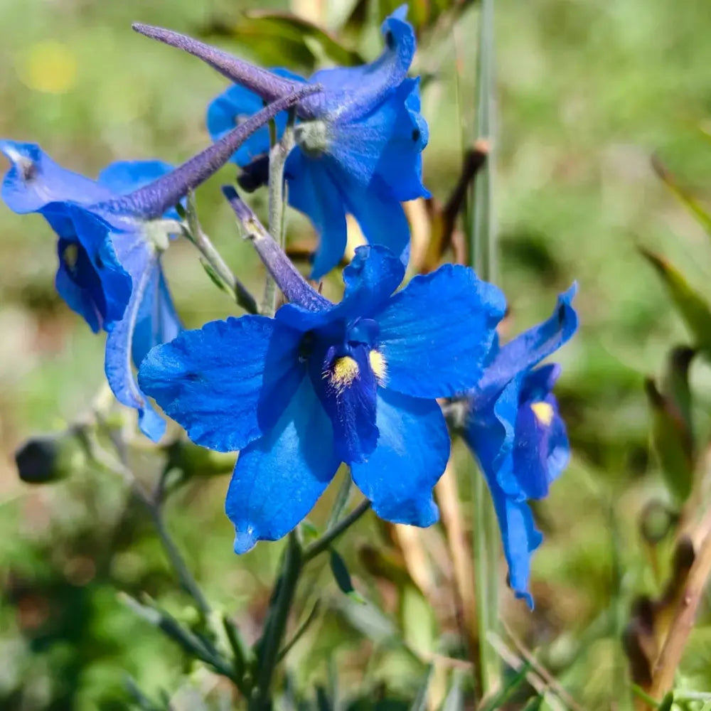Delphinium Seeds - Bright Blue