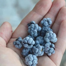 Dewberry Seeds