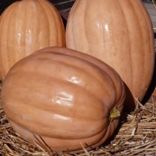 Dickinson Pumpkin Seeds