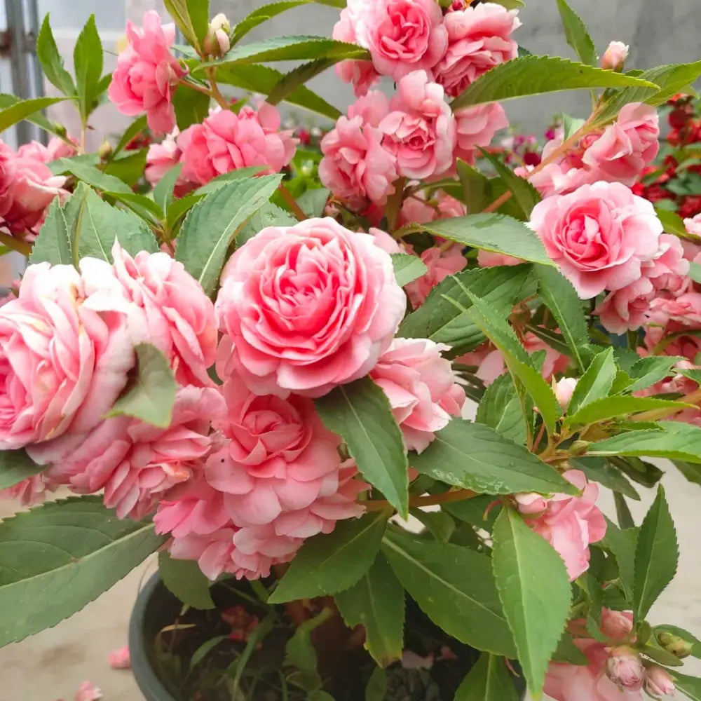 Double Balsam Camellia Mix Flower Seeds