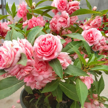 Double Balsam Camellia Mix Flower Seeds