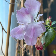 Double Pink Petunia Seeds
