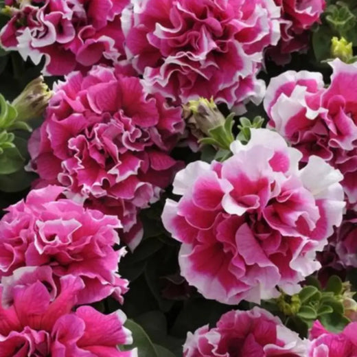 Double Rose White Petunia Seeds