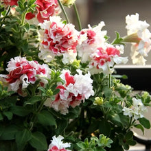 Double Rose White Petunia Seeds
