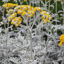 Dusty Miller Silver Dust Seeds